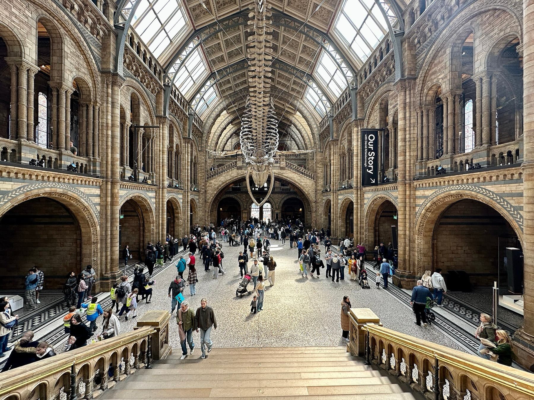 Hintze Hall at the Natural History Museum with the blue whale skeleton overhead